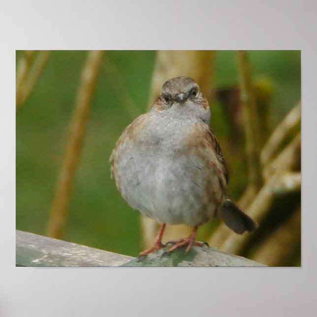 Dunnock Poster (Framsidan)