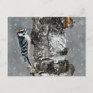 Dunspett i snö - Originalfotografi Vykort