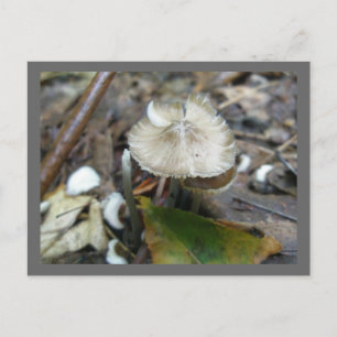 Duo Frill Mushroom vykort