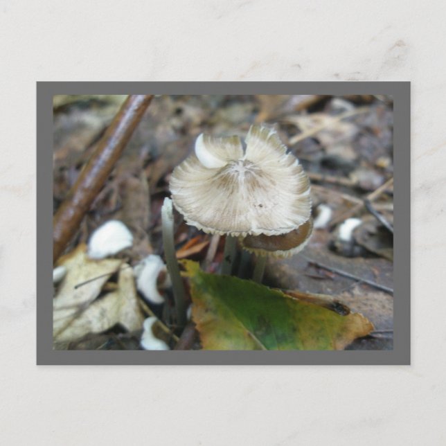 Duo Frill Mushroom vykort (Framsida)