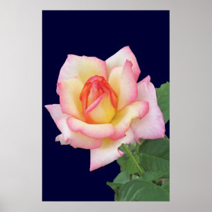 Duo-tone Rosa ros Poster