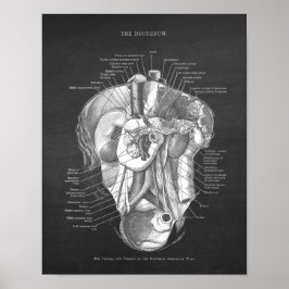Duodenum Anatomy Art Gastroenterolog Wall Decor Poster