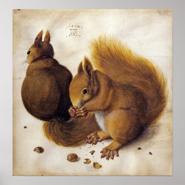 Dürer - ekorre poster (Framsidan)