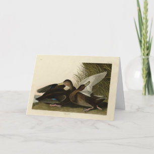 Dusky Anka - från John Audubon's Birds of America Kort