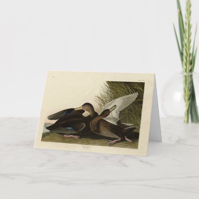 Dusky Anka - från John Audubon's Birds of America Kort (Framsida)