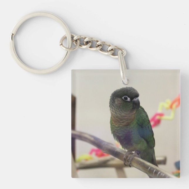 Dusky Conure (Framsidan)