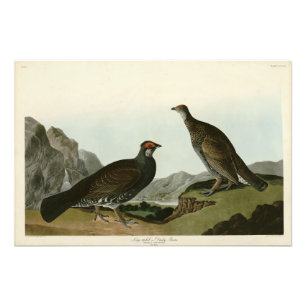 Dusky Grous (Blue Grouse) Audubon Birds of America Fototryck
