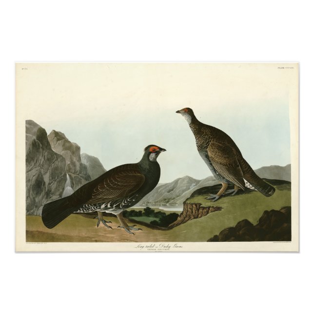 Dusky Grous (Blue Grouse) Audubon Birds of America Fototryck (Framsidan)