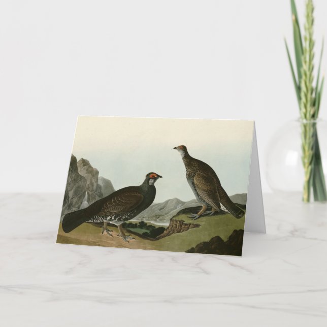 Dusky Grous (Blue Grouse) Audubon Birds of America Kort (Framsida)