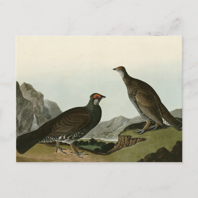 Dusky Grous (Blue Grouse) Audubon Birds of America Vykort (Framsida)
