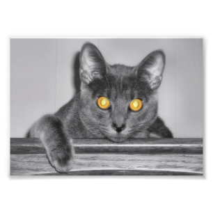 Dusky Guld Photo Print Fototryck