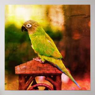 Dusky Headed Conure Parrot Abstrakt Distress Poster