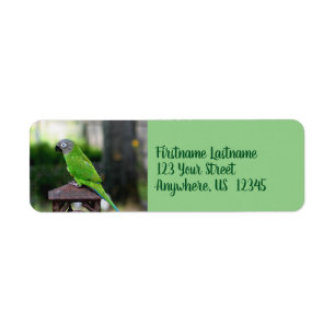 Dusky Headed Conure Parrot Adress Returadress Etikett