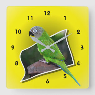 Dusky Headed Conure Parrot Animal Fyrkantig Klocka