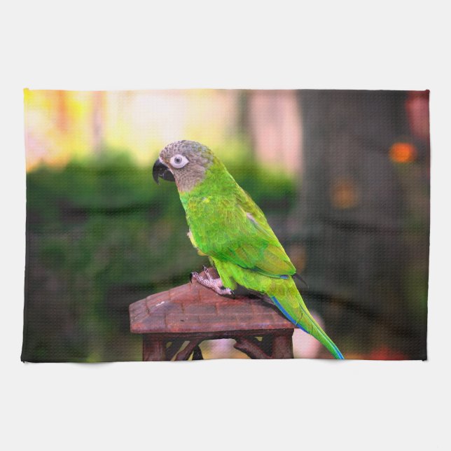 Dusky Headed Conure Parrot   Kökshandduk (Horisontell)