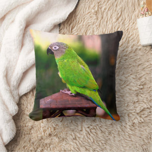 Dusky Headed Conure Parrot Kudde