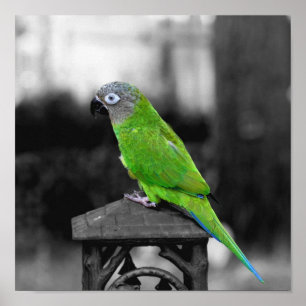 Dusky Headed Conure Parrot Partial Färg Poster