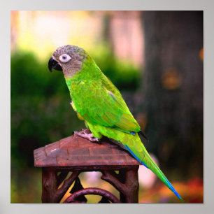 Dusky Headed Conure Parrot Poster