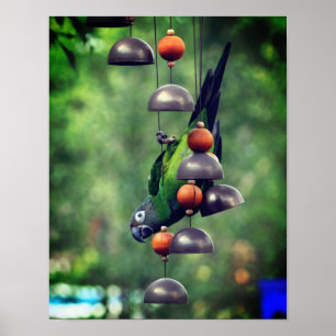 Dusky Headed Conure Parrot upp och ned Poster