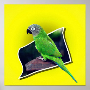 Dusky Headed Conure Parrot utanför gränserna Poster