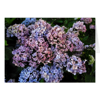 Dusky Hydrangeas OBS Kort