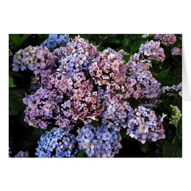 Dusky Hydrangeas OBS Kort (Framsidan Horizontal)