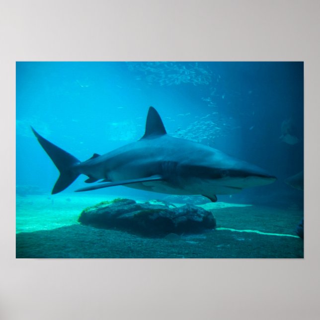 Dusky Shark (Carcharhinus Obscurus), Ushaka Poster (Framsidan)