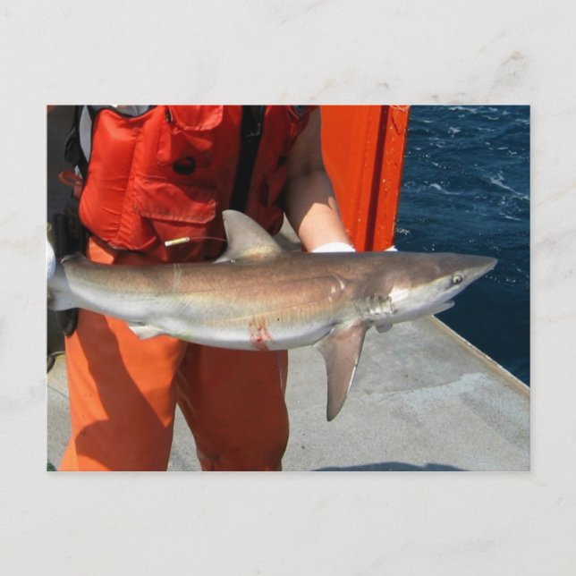 Dusky shark vykort (Framsida)