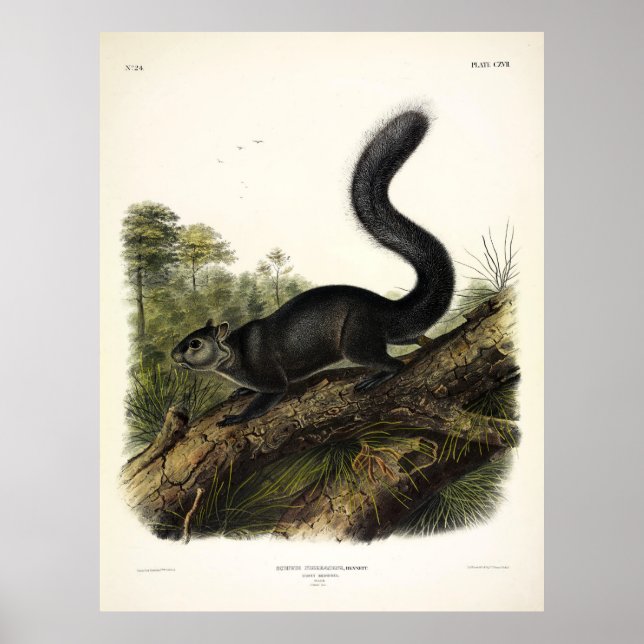 Dusky Squirrel eller Mexican Grått Squirrel av Aud Poster (Framsidan)