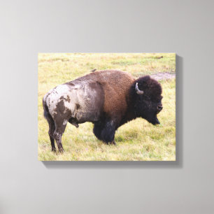 Dusty Bison Bull i Yellowstone Park Canvastryck
