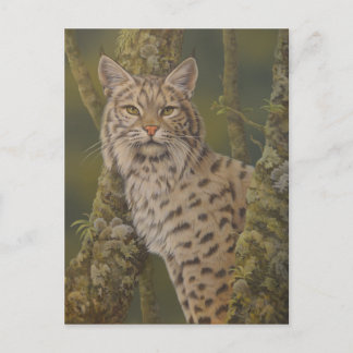 ’Dusty’ Bobcat Vykort