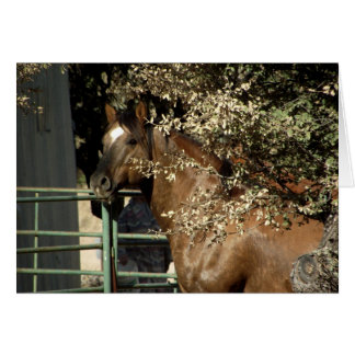Dusty, Quarter Horse Stallion Hälsningskort