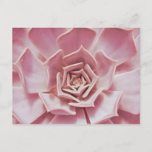 Dusty Ro Rosa Succulent Southwest Desert Plant Vykort