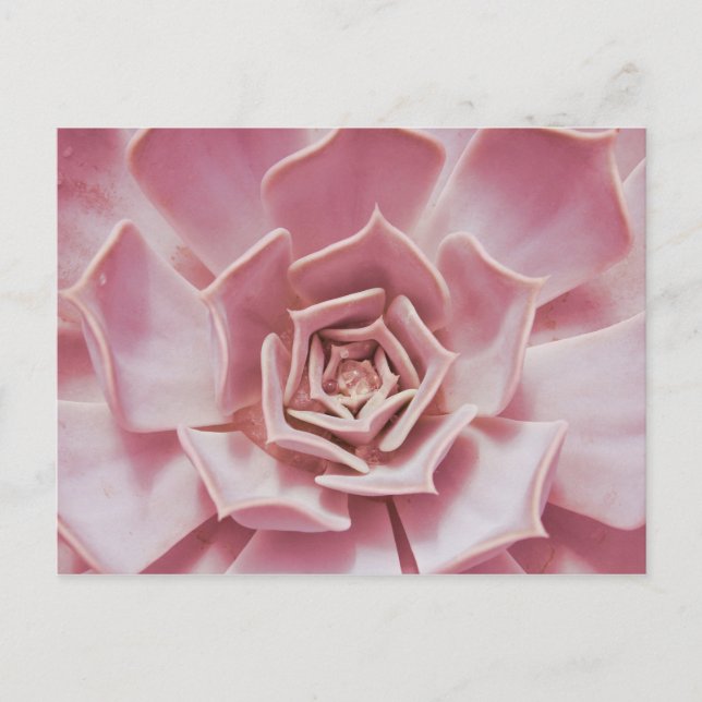 Dusty Ro Rosa Succulent Southwest Desert Plant Vykort (Framsida)