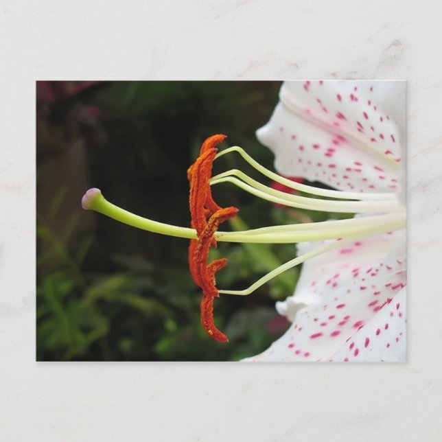 Dusty Vykort (Framsida)