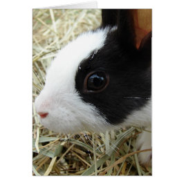 Dutch Bunny Hälsningskort