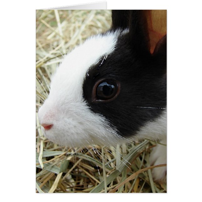 Dutch Bunny Hälsningskort (Framsidan)