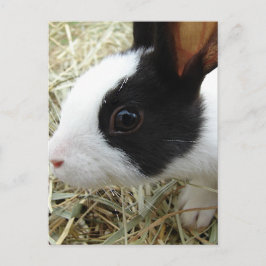 Dutch Bunny Vykort
