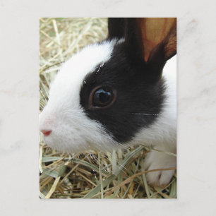 Dutch Bunny Vykort