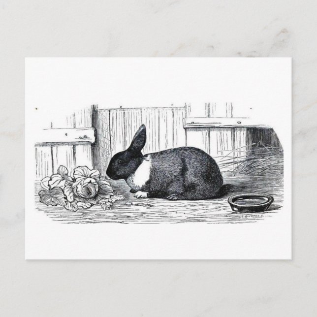 Dutch Bunny Vykort (Framsida)