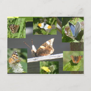 Dutch Butterflies Collage DIY Postcard Helg Vykort