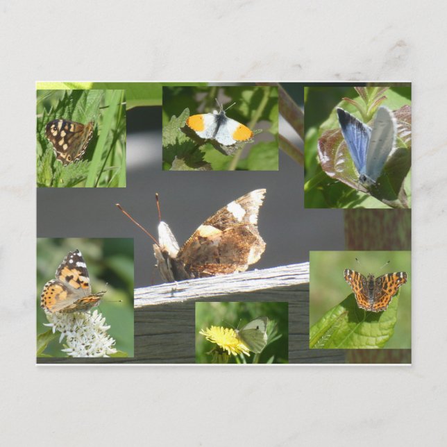 Dutch Butterflies Collage DIY Postcard Helg Vykort (Framsida)