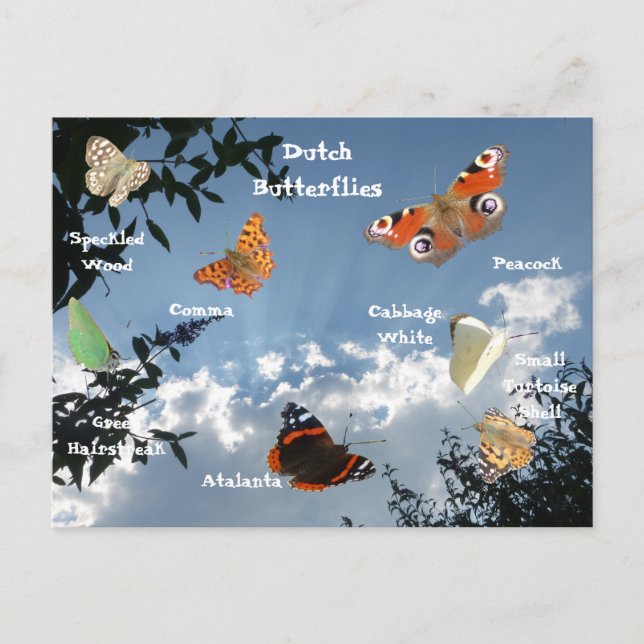 Dutch Butterflies Namn Postcard Vykort (Framsida)