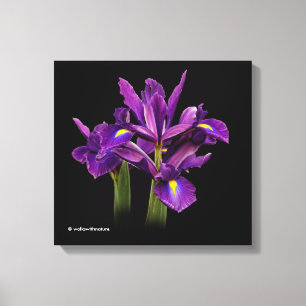 Dutch Iris Lila Sensation Canvastryck