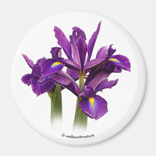 Dutch Iris Lila Sensation Magnet (Framsidan)
