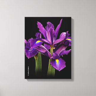 Dutch Iris Purple Sensation Canvastryck