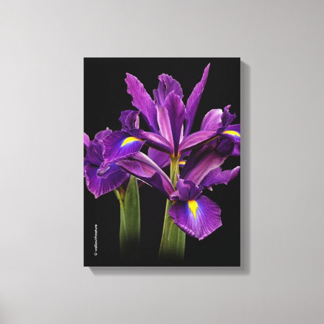 Dutch Iris Purple Sensation Canvastryck (Framsida)