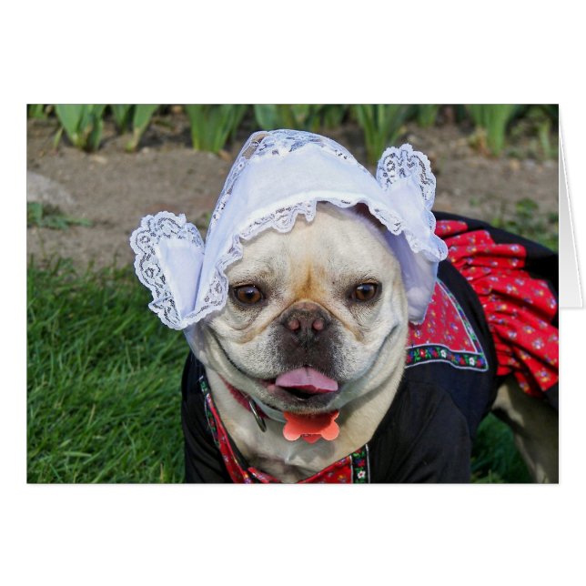 Dutch Pooch Hälsningskort (Framsidan Horizontal)