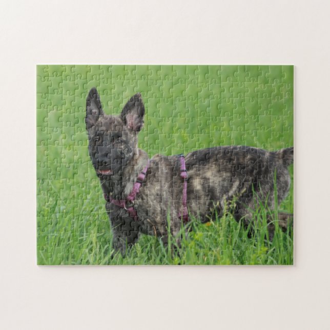Dutch Shepherd Hund Pussel (Horisontell)
