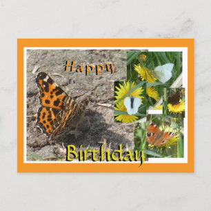 Dutch Summer Butterflies Collage Birthday Postcard Helg Vykort